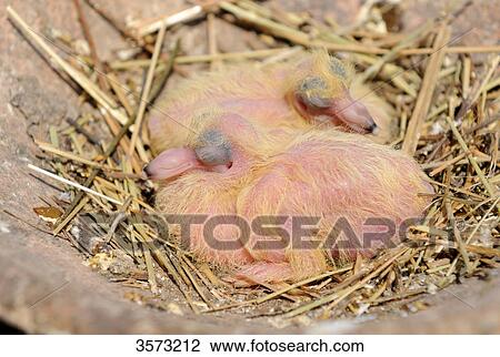 Two Domestic Pigeon chickens in nest View Large Photo Image Stock Image - Two Domestic Pigeon chickens in nest . Fotosearch