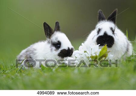 Two domestic rabbits in grass View Large Photo Image Stock Photo - Two domestic rabbits in grass . Fotosearch