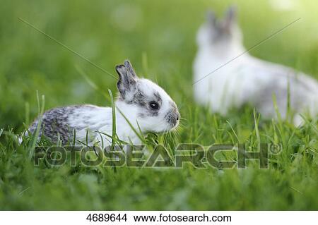 Two dwarf rabbits in meadow View Large Photo Image Picture - Two dwarf rabbits in meadow . Fotosearch