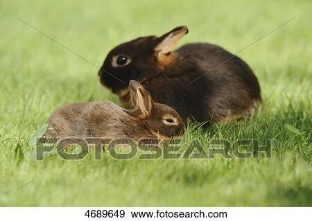 Two dwarf rabbits in meadow View Large Photo Image Stock Photo - Two dwarf rabbits in meadow . Fotosearch