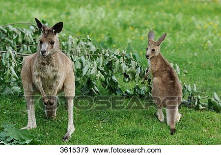 Stock Photo - Two Eastern Grey Kangaroos (Macropus giganteus) . Fotosearch