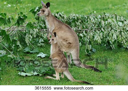 Two Eastern Grey Kangaroos (Macropus giganteus) View Large Photo Image Stock Photography - Two Eastern Grey Kangaroos (Macropus giganteus) . Fotosearch