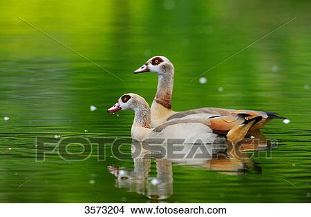 Two Egyptian Geese (Alopochen aegyptiacus) on water View Large Photo Image Picture - Two Egyptian Geese (Alopochen aegyptiacus) on water . Fotosearch