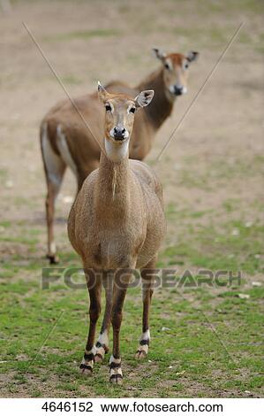 Two elands, Taurotragus oryx View Large Photo Image Stock Image - Two elands, Taurotragus oryx . Fotosearch