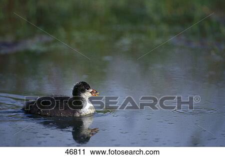 Stock Image - Two Eurasian Coot (Fulica atra) bird floating on water, Germany . Fotosearch