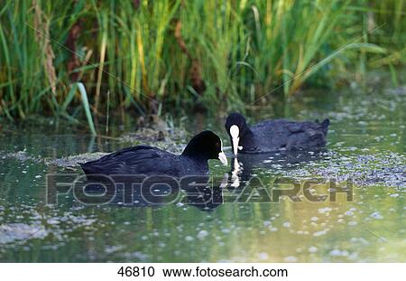Two Eurasian Coot (Fulica atra) birds floating on water, Germany View Large Photo Image Stock Image - Two Eurasian Coot (Fulica atra) birds floating on water, Germany . Fotosearch