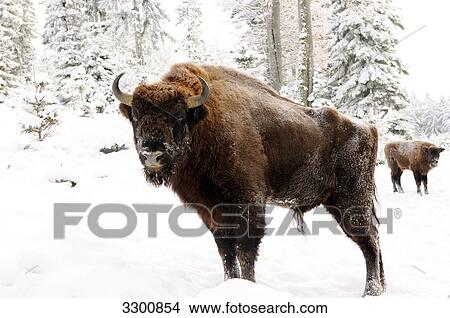 Two European bisons (Bison bonasus) in snow View Large Photo Image Picture - Two European bisons (Bison bonasus) in snow . Fotosearch