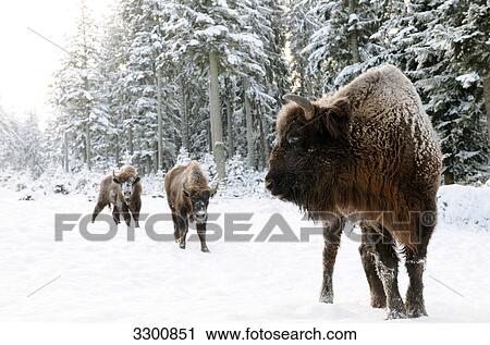 Two European bisons (Bison bonasus) in snow View Large Photo Image Stock Image - Two European bisons (Bison bonasus) in snow . Fotosearch