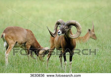 Stock Photograph - Two European mouflons (Ovis orientalis musimon) and deer in meadow . Fotosearch