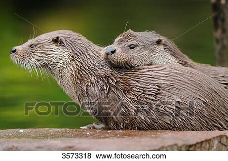 Two European Otters (Lutra lutra) View Large Photo Image Stock Photo - Two European Otters (Lutra lutra) . Fotosearch