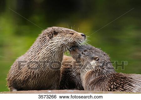 Two European Otters (Lutra lutra) View Large Photo Image Stock Photograph - Two European Otters (Lutra lutra) . Fotosearch