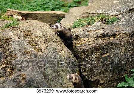 Stock Photo - Two European Polecats (Mustela putorius) in crevice . Fotosearch