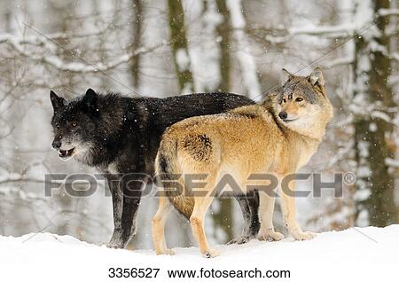 Two european wolves (Canis lupus lupus), Bavaria, Germany, side view View Large Photo Image Stock Photo - Two european wolves (Canis lupus lupus), Bavaria, Germany, side view . Fotosearch