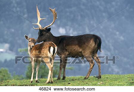 Picture - Two Fallow deer (Cervus dama) standing in field, Bavaria, Germany . Fotosearch