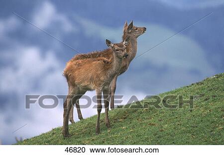 Two Fawns of Red deer (Cervus elaphus) in field, Bavaria, Germany View Large Photo Image Stock Image - Two Fawns of Red deer (Cervus elaphus) in field, Bavaria, Germany . Fotosearch