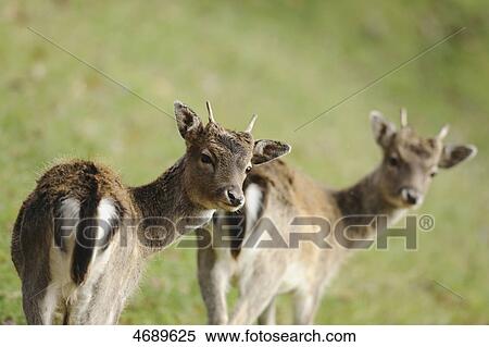 Two female fallow deers turning around View Large Photo Image Stock Photography - Two female fallow deers turning around . Fotosearch