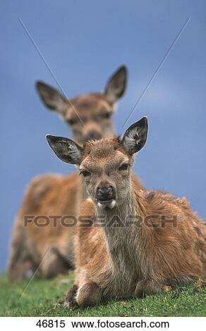 Two Female Red deer (Cervus elaphus) resting on grass, Bavaria, Germany View Large Photo Image Stock Photography - Two Female Red deer (Cervus elaphus) resting on grass, Bavaria, Germany . Fotosearch
