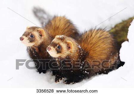 Two ferrets (Mustela putorius furo) in the snow, Bavaria, Germany, close-up View Large Photo Image Stock Photo - Two ferrets (Mustela putorius furo) in the snow, Bavaria, Germany, close-up . Fotosearch