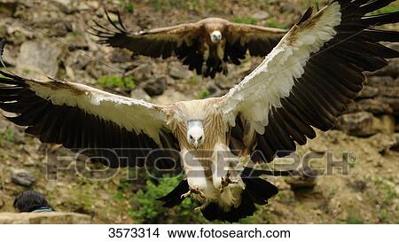 Two Flying Griffin Vulture (Gyps fulvus) View Large Photo Image Picture - Two Flying Griffin Vulture (Gyps fulvus) . Fotosearch