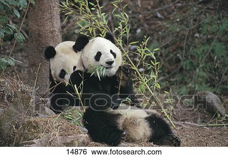 Two Giant Panda (Ailuropoda melanoleuca) resting in forest, Wolong National Nature Reserve, Sichuan Province, China View Large Photo Image Stock Photograph - Two Giant Panda (Ailuropoda melanoleuca) resting in forest, Wolong National Nature Reserve, Sichuan Province, China . Fotosearch