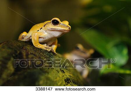 Two Golden Poison Frogs (Phyllobates terribilis) sitting on a stone, close-up View Large Photo Image Stock Photo - Two Golden Poison Frogs (Phyllobates terribilis) sitting on a stone, close-up . Fotosearch