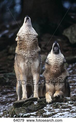 Two Gray wolves (Canis lupus) howling in forest View Large Photo Image Stock Photo - Two Gray wolves (Canis lupus) howling in forest . Fotosearch