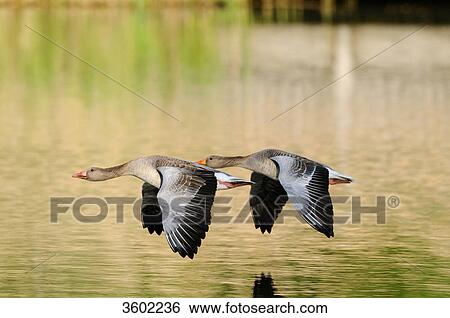 Stock Photograph - Two grey gooses, Anser anser . Fotosearch