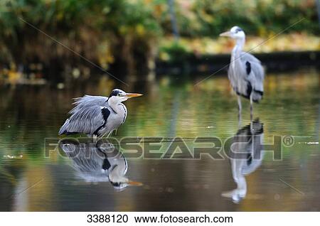 Stock Image - Two Grey Herons (Ardea cinerea) standing in the water . Fotosearch