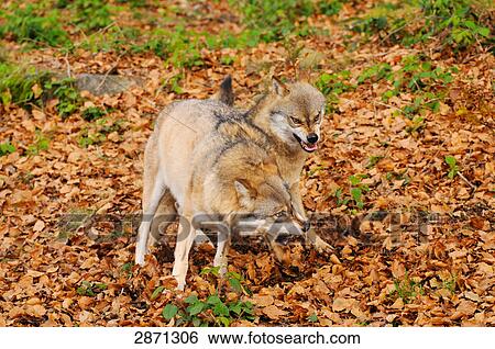 Two Grey wolves (Canis lupus) fighting in forest, Bavarian Forest National Park, Bavaria, Germany View Large Photo Image Stock Photograph - Two Grey wolves (Canis lupus) fighting in forest, Bavarian Forest National Park, Bavaria, Germany . Fotosearch