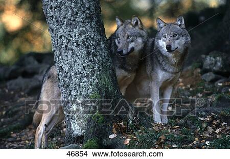 Two Grey wolves (Canis lupus) standing behind tree in forest, Bavarian Forest National Park, Bavaria, Germany View Large Photo Image Picture - Two Grey wolves (Canis lupus) standing behind tree in forest, Bavarian Forest National Park, Bavaria, Germany . Fotosearch