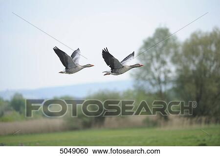 Two Greylag Geese (Anser anser) flying, Altmuehlsee, Bavaria, Germany View Large Photo Image Stock Image - Two Greylag Geese (Anser anser) flying, Altmuehlsee, Bavaria, Germany . Fotosearch