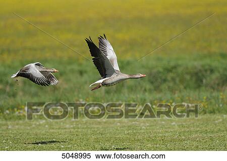 Two Greylag Geese (Anser anser) flying, Altmuehlsee, Bavaria, Germany View Large Photo Image Stock Photography - Two Greylag Geese (Anser anser) flying, Altmuehlsee, Bavaria, Germany . Fotosearch