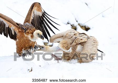 Stock Photo - Two Griffon vultures (Gyps fulvus) fighting in snow, Bavaria, Germany . Fotosearch