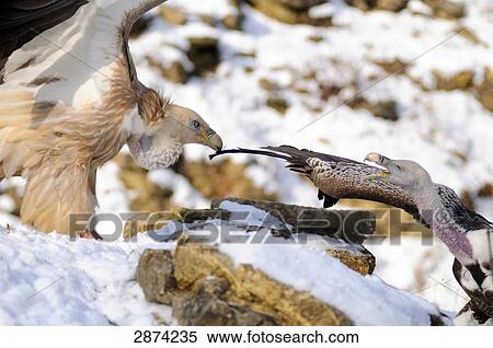 Two Griffon vultures (Gyps fulvus) fighting on snowy rock, Bavaria, Germany View Large Photo Image Stock Photography - Two Griffon vultures (Gyps fulvus) fighting on snowy rock, Bavaria, Germany . Fotosearch