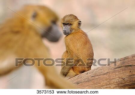 Stock Image - Two Guinea Baboons (Papio papio) in tree . Fotosearch