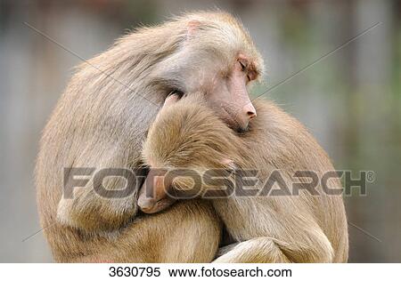 Two Hamadryas Baboons (Papio hamadryas) huddled up to one another View Large Photo Image Stock Photography - Two Hamadryas Baboons (Papio hamadryas) huddled up to one another . Fotosearch