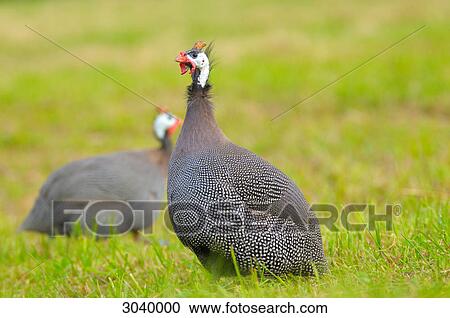Stock Image - Two Helmeted Guineafowls (Numida Meleagris) on a meadow, close-up . Fotosearch