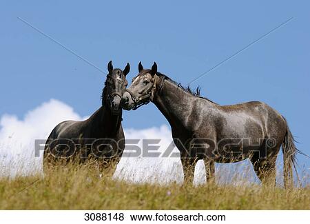 Two horses on a meadow, Styria, Austria, low angle view View Large Photo Image Stock Photo - Two horses on a meadow, Styria, Austria, low angle view . Fotosearch