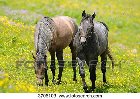 Two horses on alpine pasture, Austria View Large Photo Image Stock Image - Two horses on alpine pasture, Austria . Fotosearch