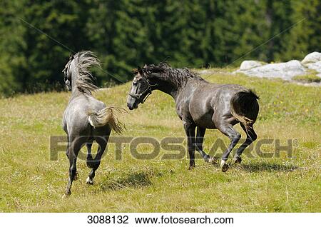 Two horses running over a meadow, Styria, Austria  View Large Photo Image Stock Image - Two horses running over a meadow, Styria, Austria . Fotosearch