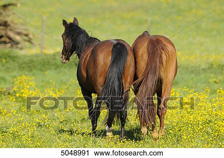 Two horses standing in meadow View Large Photo Image Stock Image - Two horses standing in meadow . Fotosearch