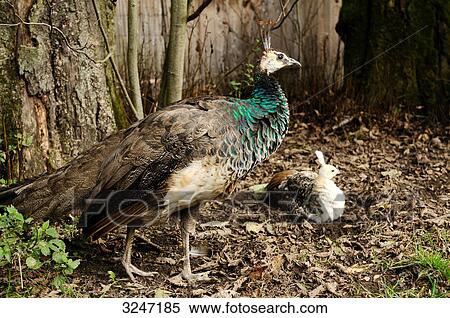 Stock Photography - Two Indian Peafowls (Pavo cristatus), mother and peachick, high angle view . Fotosearch