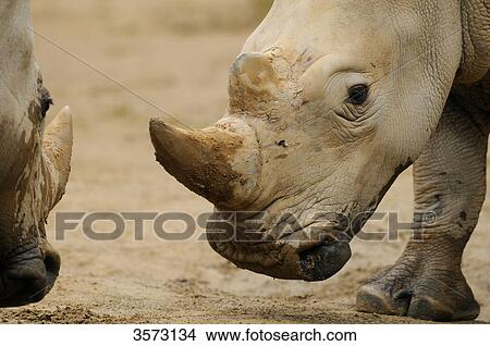 Two Indian Rhinoceri (Rhinoceros unicornis) standing face to face, close-up View Large Photo Image Picture - Two Indian Rhinoceri (Rhinoceros unicornis) standing face to face, close-up . Fotosearch