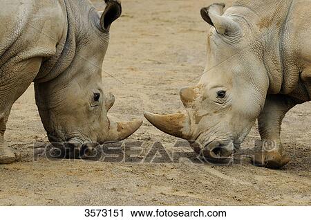 Two Indian Rhinoceri (Rhinoceros unicornis) standing face to face, close-up  View Large Photo Image Stock Image - Two Indian Rhinoceri (Rhinoceros unicornis) standing face to face, close-up . Fotosearch