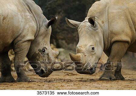 Stock Photography - Two Indian Rhinoceri (Rhinoceros unicornis) standing face to face . Fotosearch