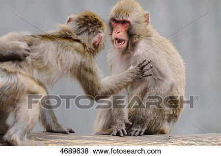 Two Japanese Macaques View Large Photo Image Stock Photo - Two Japanese Macaques . Fotosearch