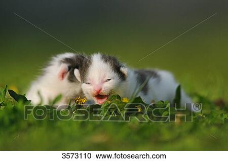Stock Image - Two kittens in meadow . Fotosearch