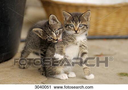 Stock Image - Two kittens, portrait . Fotosearch