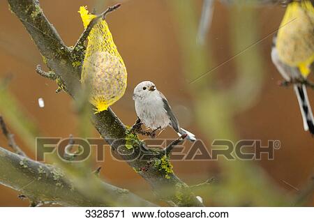 Stock Image - Two Long-tailed Tits (Aegithalos caudatus) perching on a branch with fat balls, Bavaria, Germany, close-up . Fotosearch