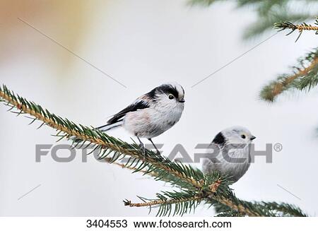 Two Long-tailed Tits (Aegithalos caudatus) perching on a twig, Franconia, Germany View Large Photo Image Stock Image - Two Long-tailed Tits (Aegithalos caudatus) perching on a twig, Franconia, Germany . Fotosearch